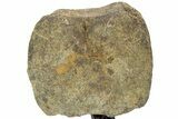 Hadrosaur (Edmontosaurus) Caudal Vertebra w/ Metal Stand- Wyoming #227732-2